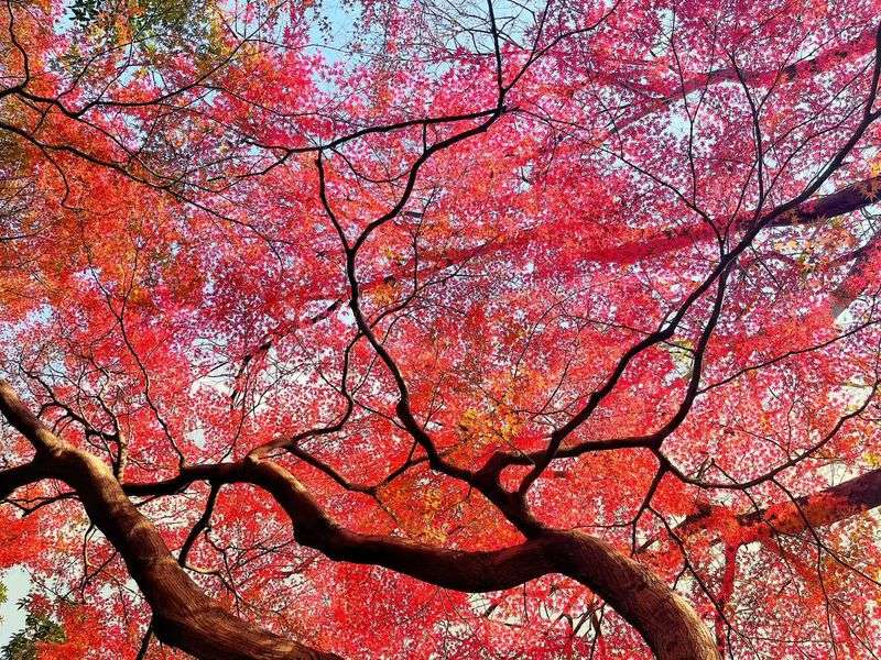 Red Maple Adapts To Dry Summers