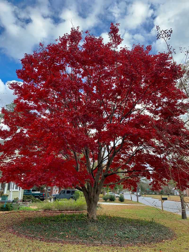 Red Maple Brings Brilliant Red And Orange Foliage Red Maple Brings Brilliant Red And Orange Foliage