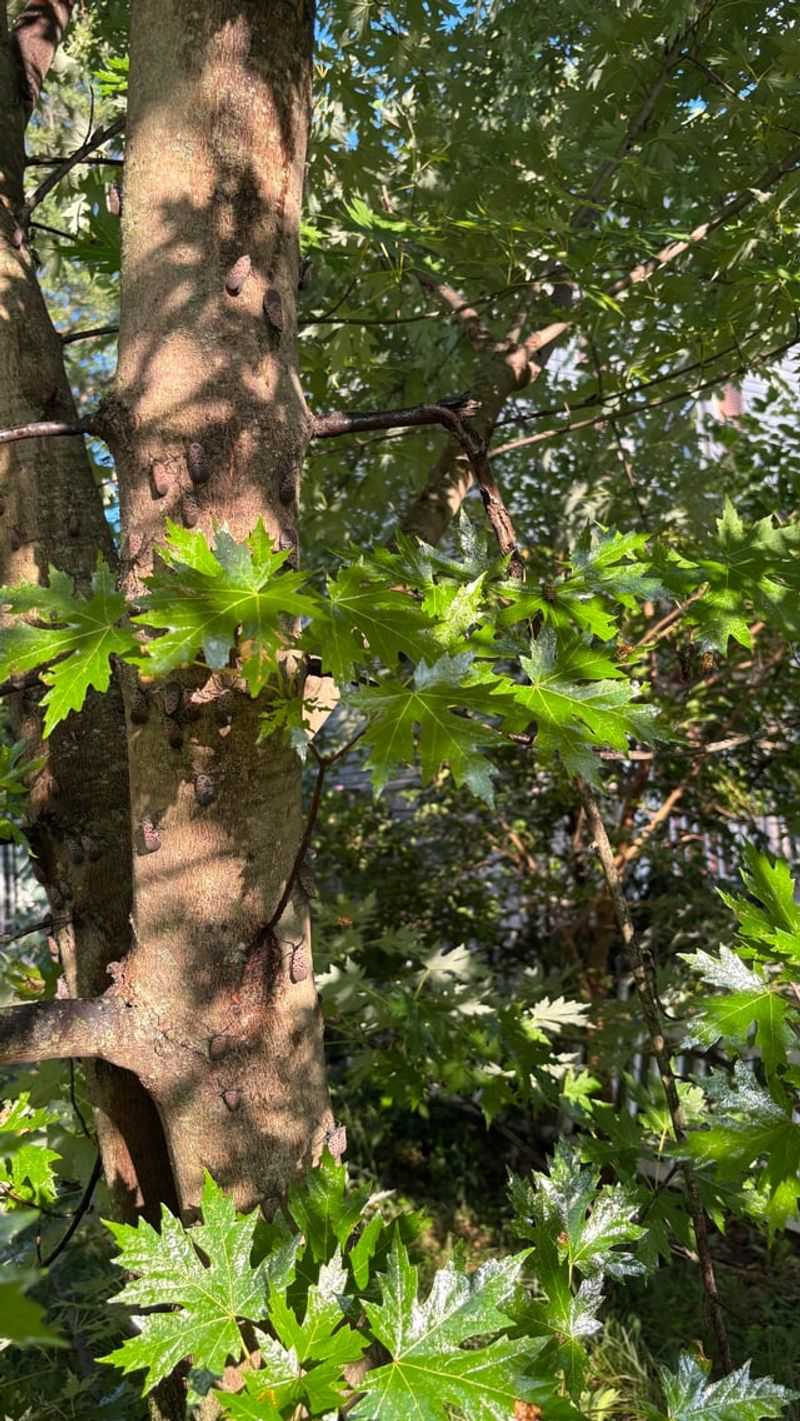 Red Maple Can See Lanternfly Feeding Pressure Red Maple Can See Lanternfly Feeding Pressure