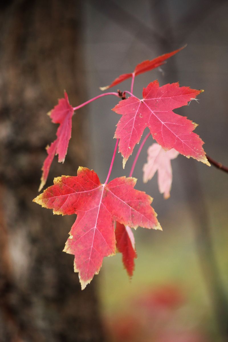 Red Maple Gets Your Pile Started Fast Red Maple Gets Your Pile Started Fast