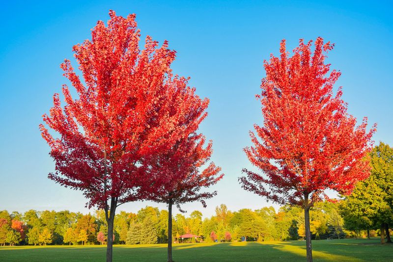 Red Maple Turns Sunny Yards Into A Seasonal Show Red Maple Turns Sunny Yards Into A Seasonal Show