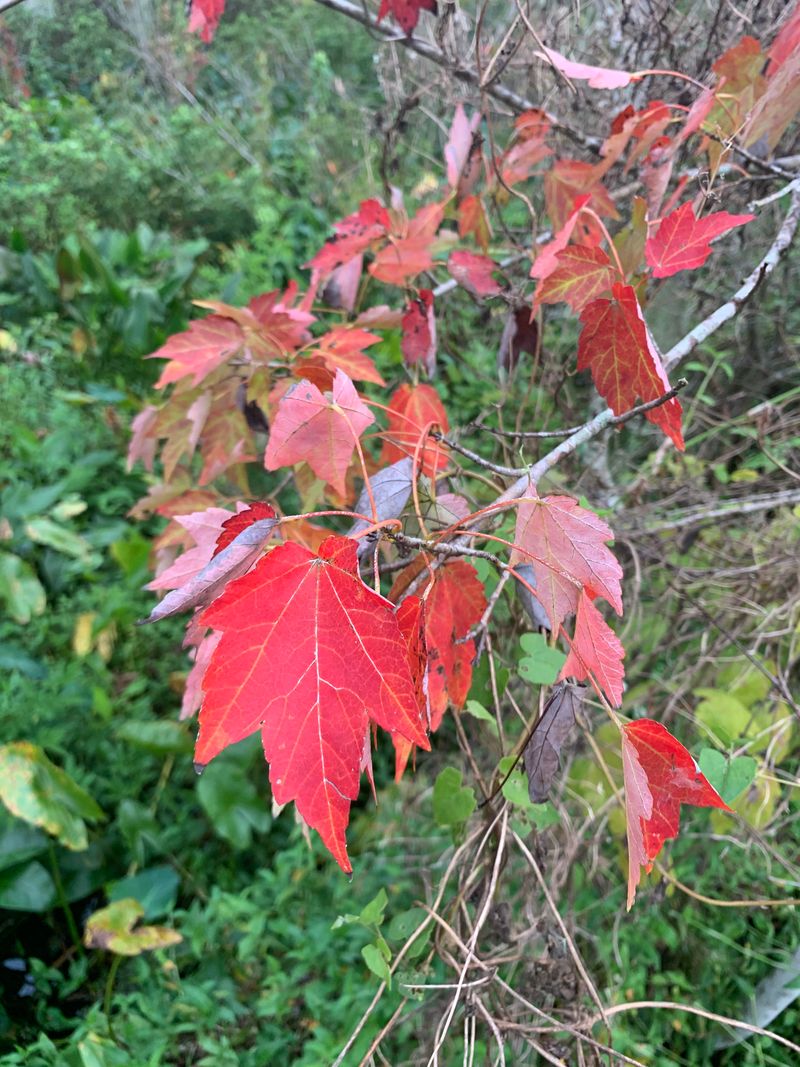 Red Maple Red Maple