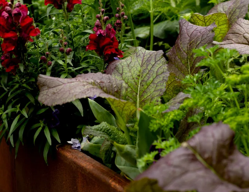 Red Mustard Greens With Calendula Red Mustard Greens With Calendula