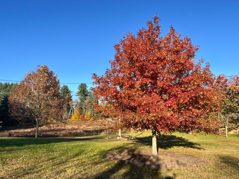 Red Oak Adds Brick Red And Golden Fall Tones Red Oak Adds Brick Red And Golden Fall Tones