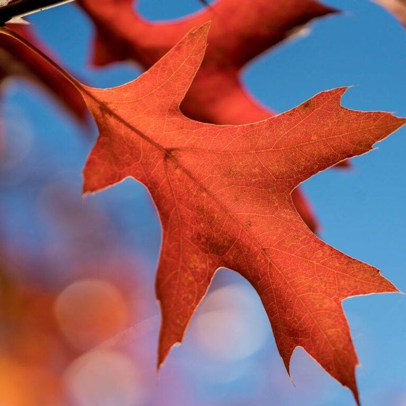 Red Oak Brings Deep Red Fall Color
