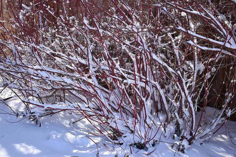 Red Osier Dogwood Brings Winter Color To Native Landscapes