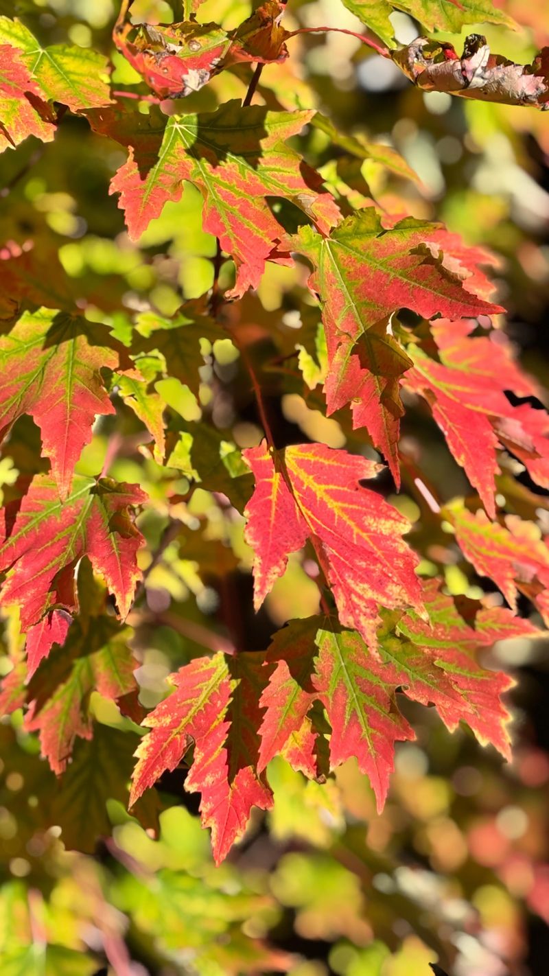 Red Pigments Appear When Trees Make Anthocyanins Red Pigments Appear When Trees Make Anthocyanins