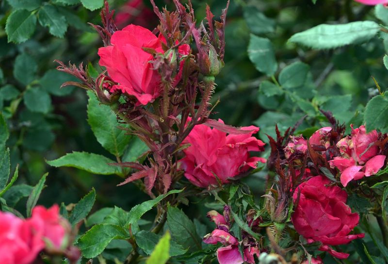 Red Shoots That Signal Trouble In Indiana Rose Beds
