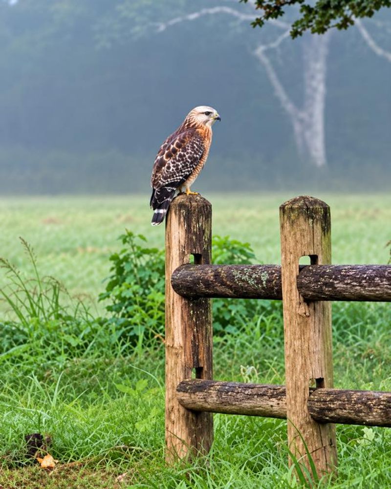Red Shouldered Hawks Search Yards For Very Different Prey Red Shouldered Hawks Search Yards For Very Different Prey