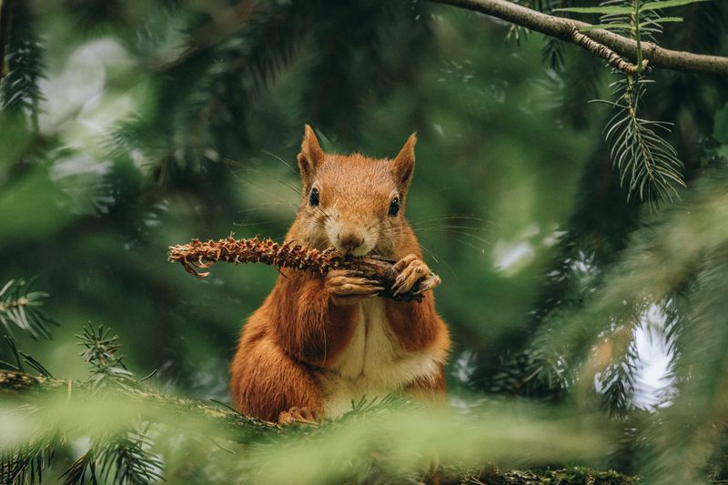 Red Squirrel Plays Loud Landlord Of The Spruce Forest Red Squirrel Plays Loud Landlord Of The Spruce Forest