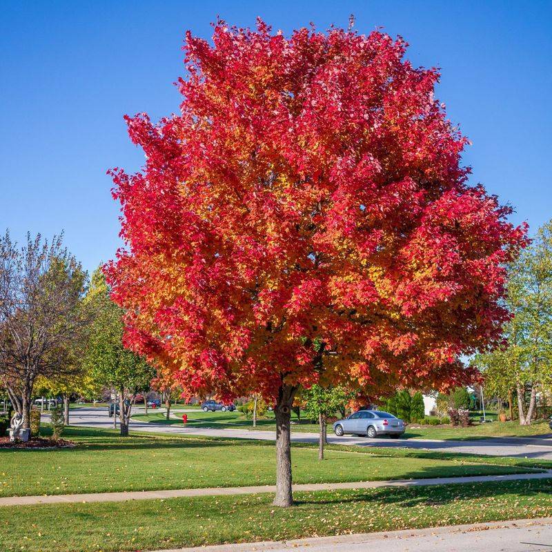 Red Sunset Maple Red Sunset Maple
