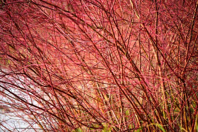 Red Twig Dogwood For Oregon Rain Gardens Red Twig Dogwood For Oregon Rain Gardens