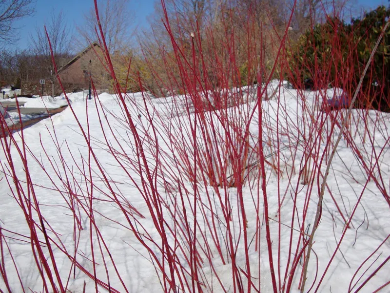 Red Twig Dogwood