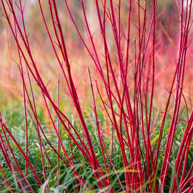 Red Twig and Yellow Twig Dogwood Red Twig and Yellow Twig Dogwood