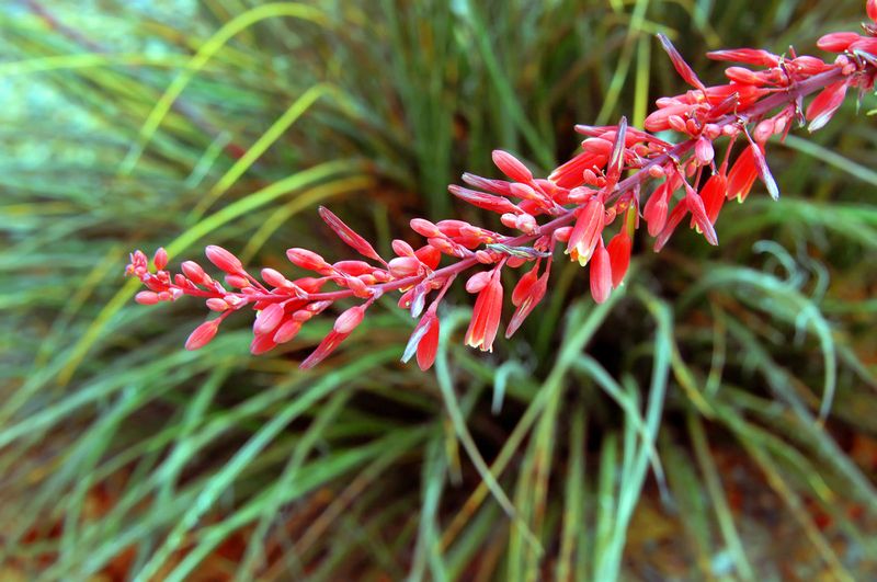 Red Yucca (Hesperaloe parviflora) Red Yucca (Hesperaloe parviflora)