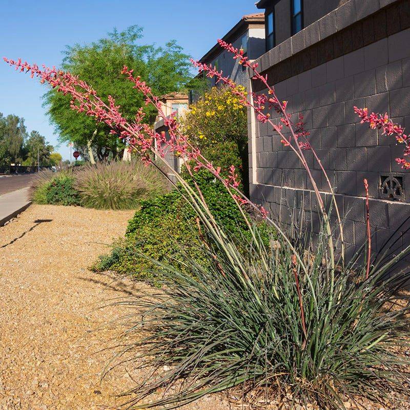Red Yucca (Hesperaloe parviflora)