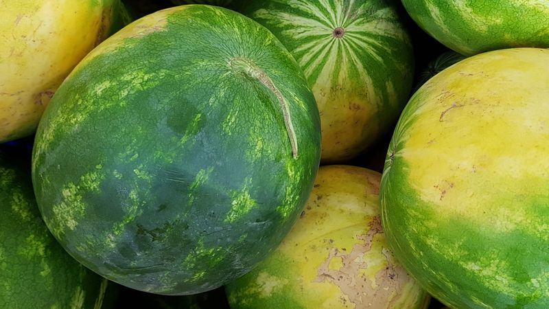 Red skin does not establish ripeness