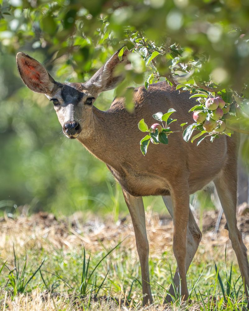 Reduce Easy Food Sources Around The Yard Reduce Easy Food Sources Around The Yard