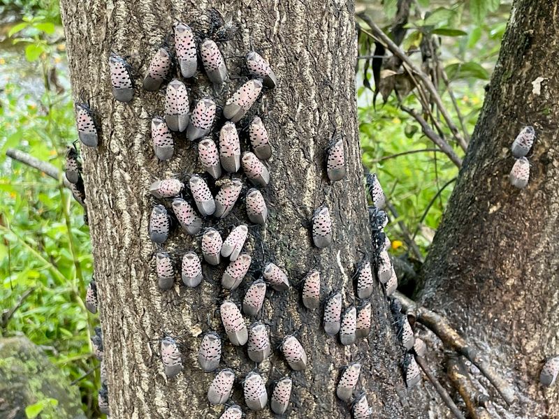 Reduce Lanternfly Habitat Around Your Property