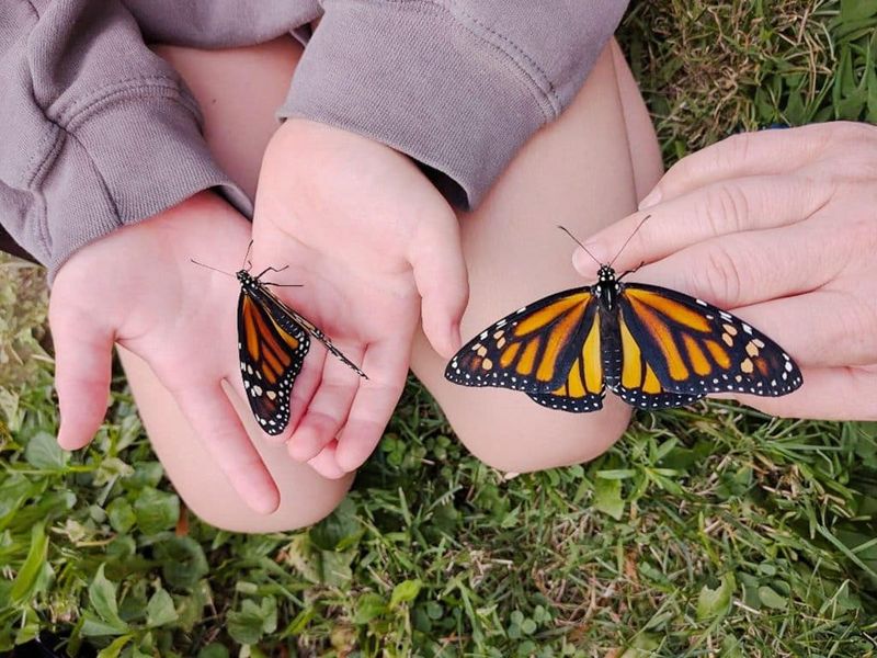 Reduce Lawn Chemicals To Protect Monarch Visitors