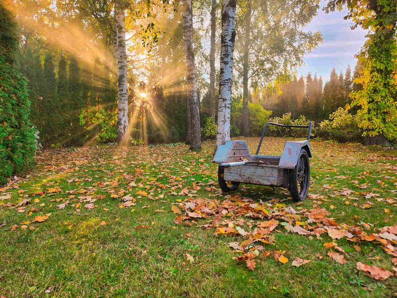 Reduce Leaf Cover That Traps Moisture
