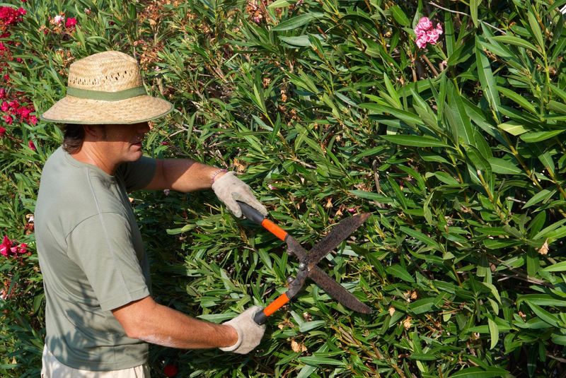 Reduce Overgrown Oleander For Better Airflow
