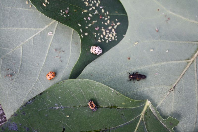 Reduce Pesticide Pressure on Fireflies and Their Prey Reduce Pesticide Pressure on Fireflies and Their Prey