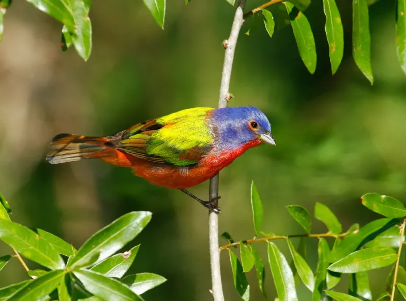 Reduce Pesticide Use Where Buntings Are Feeding Reduce Pesticide Use Where Buntings Are Feeding