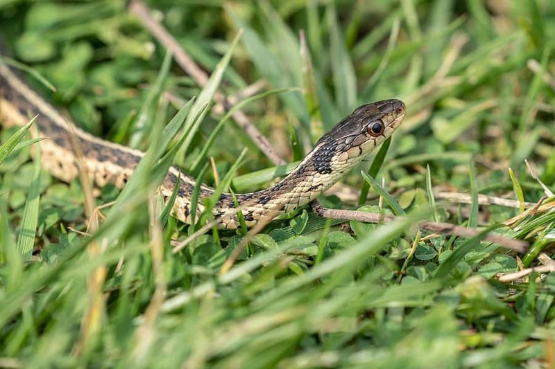 Reduce Rat Activity To Make Your Yard Less Appealing To Snakes Reduce Rat Activity To Make Your Yard Less Appealing To Snakes