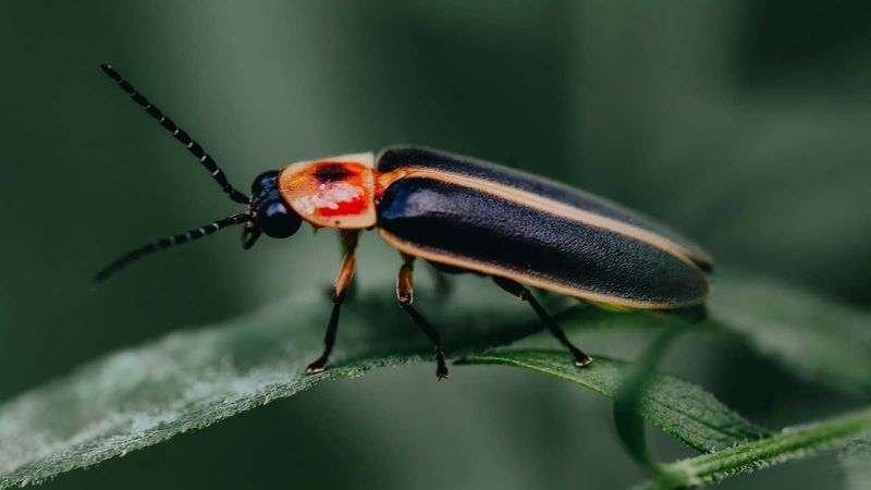 Reduce Unnecessary Pesticide Pressure in Arizona Habitat Reduce Unnecessary Pesticide Pressure in Arizona Habitat