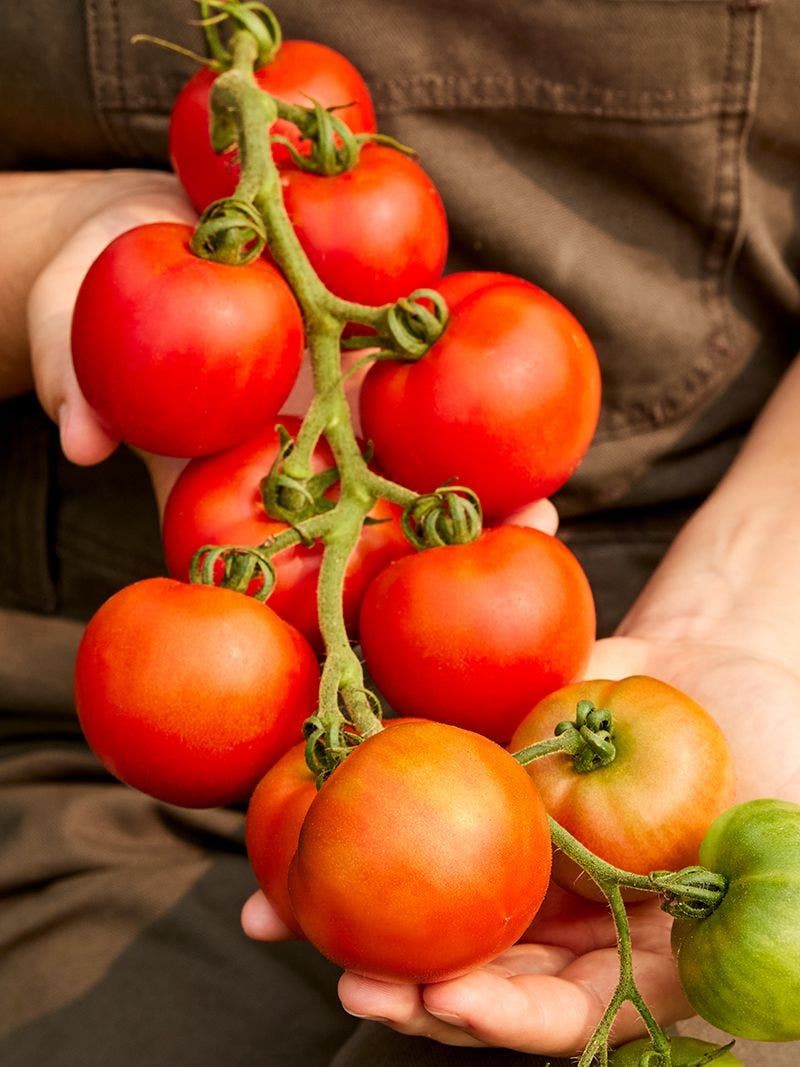 Reduce Watering As Temperatures Drop Reduce Watering As Temperatures Drop