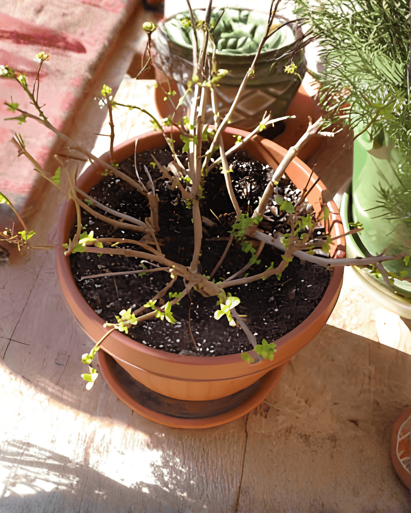 Reduce Watering As Winter Growth Slows Reduce Watering As Winter Growth Slows