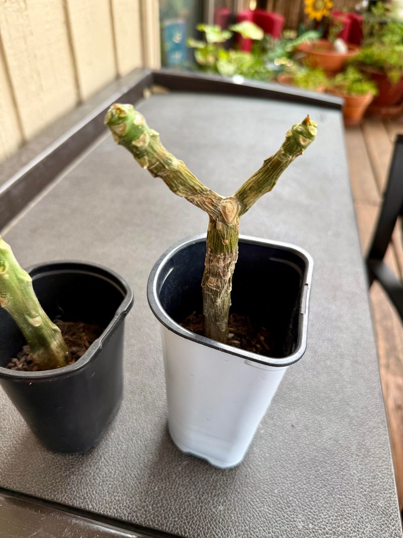 Reduce Watering Before Dormancy Begins