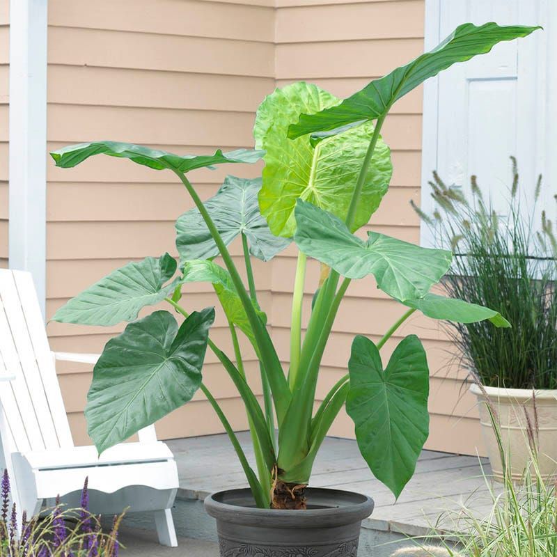 Reduce Watering During Winter Rest