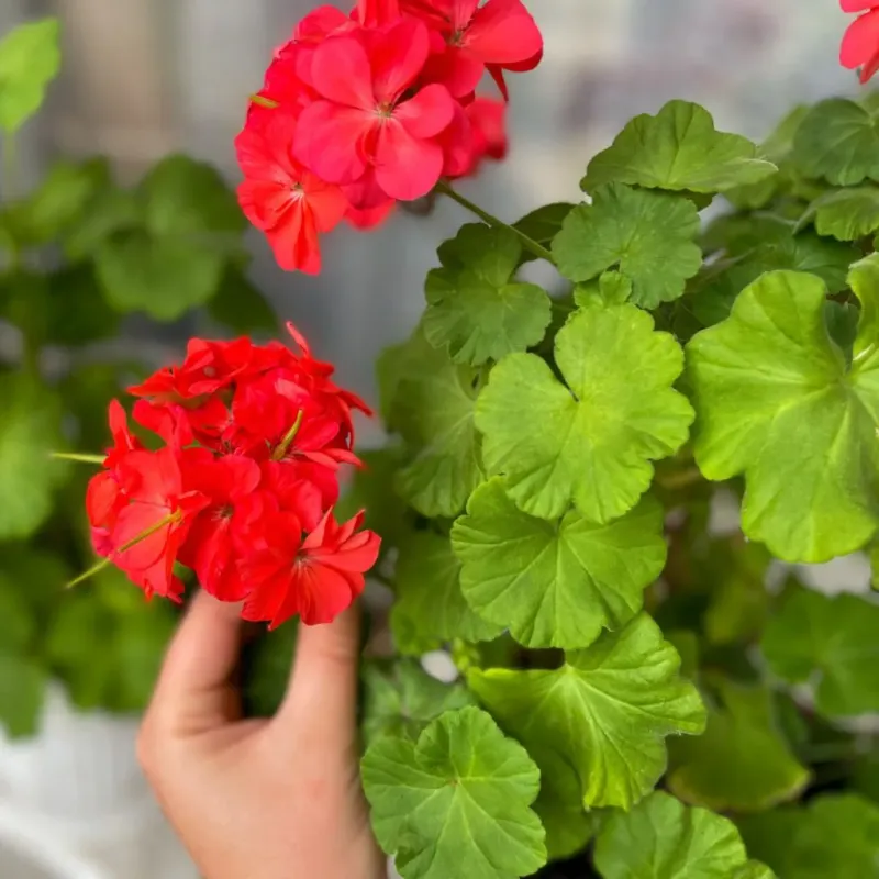 Reduce Watering During Winter
