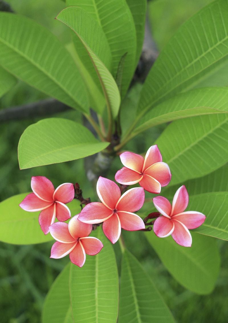 Reduce Watering For Potted Plumeria In September Reduce Watering For Potted Plumeria In September