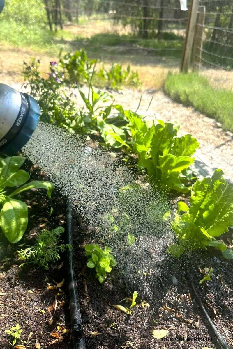 Reduce Watering Once Seedlings Establish Reduce Watering Once Seedlings Establish