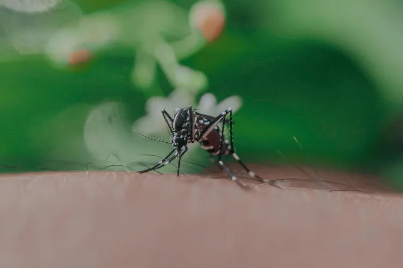 Reduce bites with water management and protection Reduce bites with water management and protection