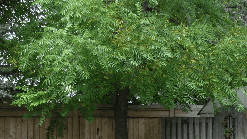 Reduce exposure without cutting down the tree Reduce exposure without cutting down the tree