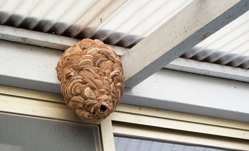 Reduce sheltered nesting sites around the doorway