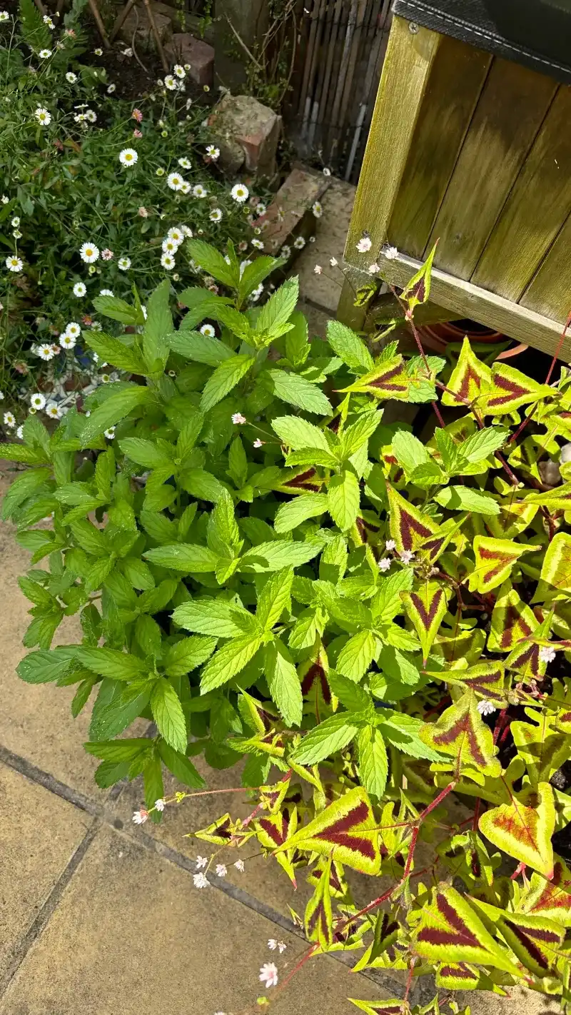 Reduced Light Limits Photosynthesis