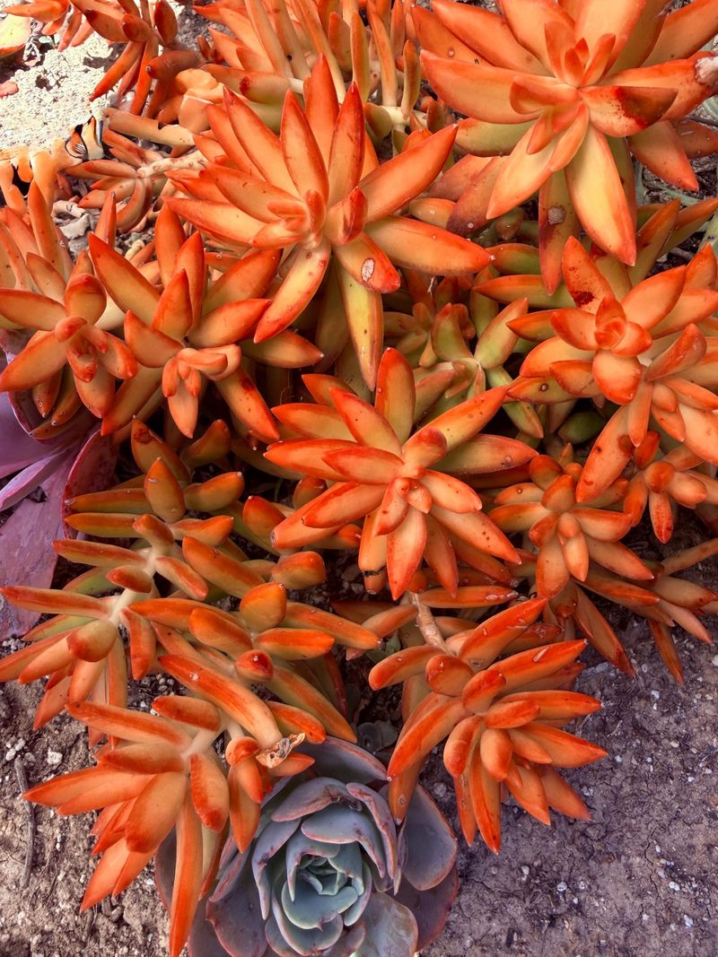 Reduced Water Can Deepen The Color Too
