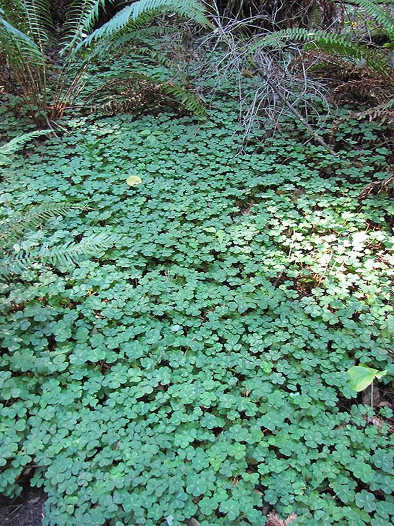 Redwood Sorrel Thrives In Deep Shade Redwood Sorrel Thrives In Deep Shade