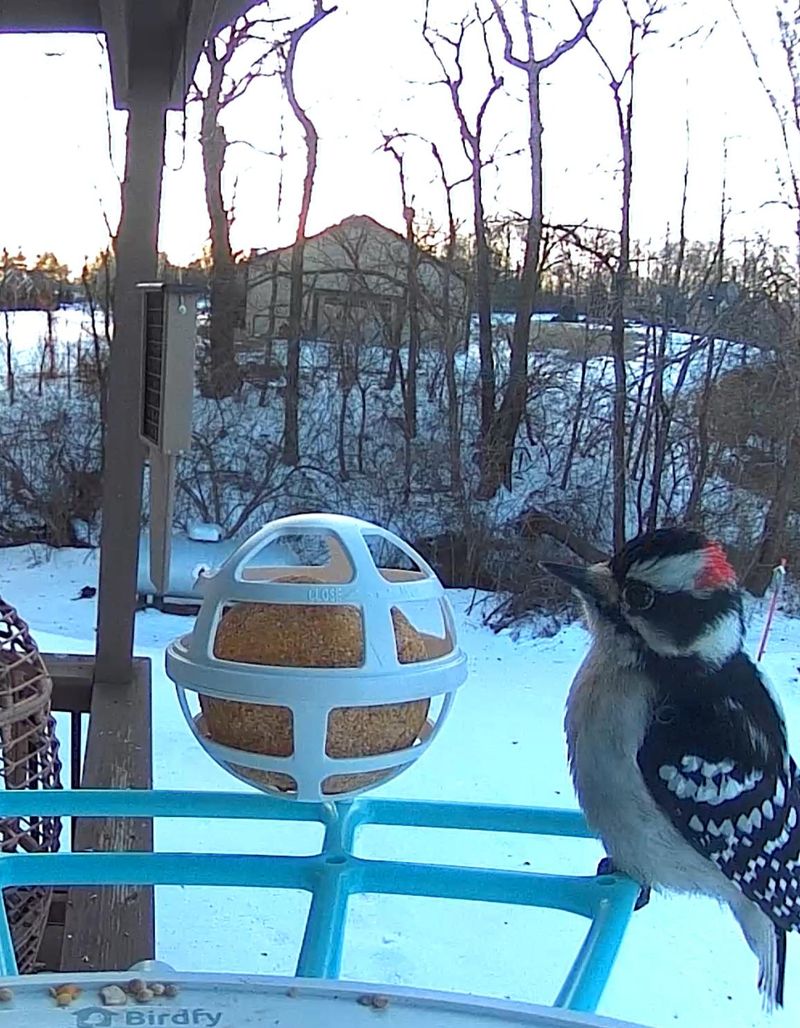 Refill Feeders Right Before Every Cold Snap Refill Feeders Right Before Every Cold Snap