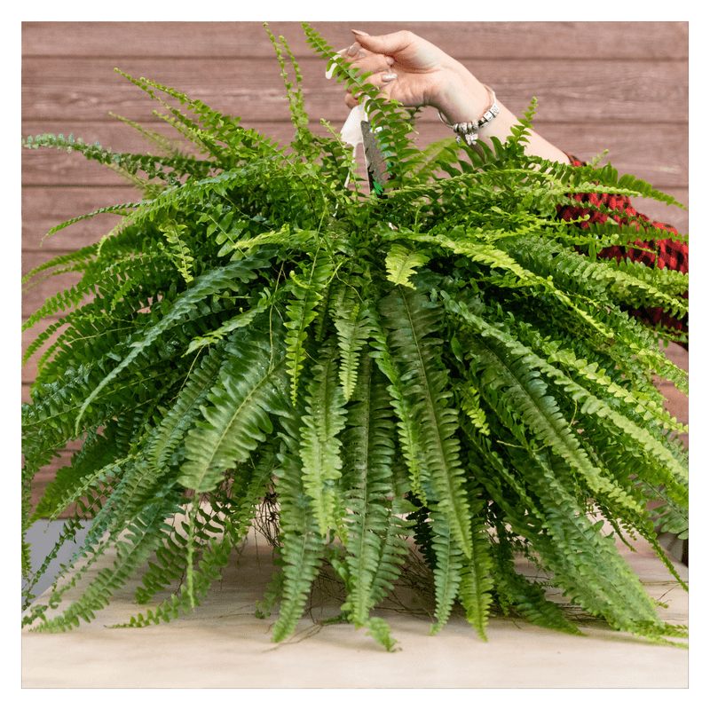 Refresh Container Ferns Before Florida’s Dry Season Refresh Container Ferns Before Florida’s Dry Season
