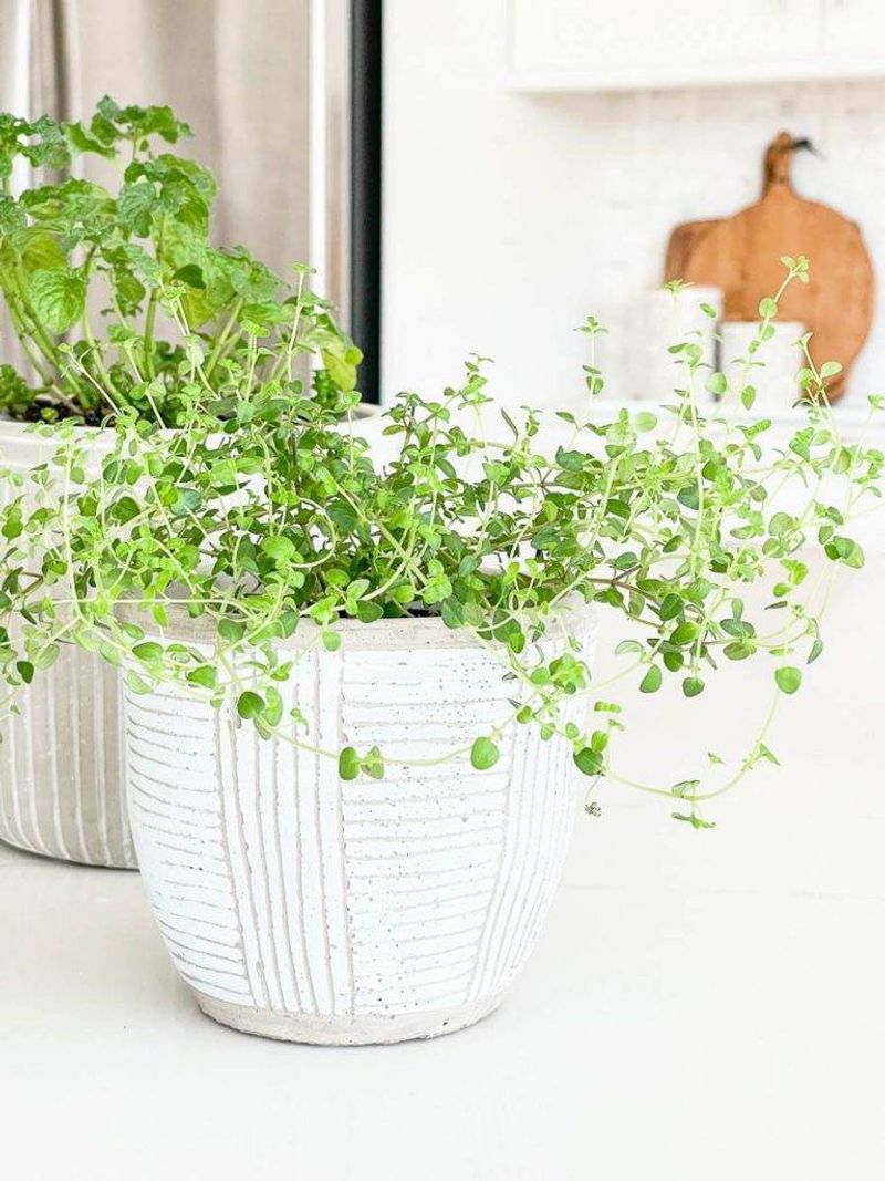 Refresh Containers Before Bringing Herbs Inside Refresh Containers Before Bringing Herbs Inside