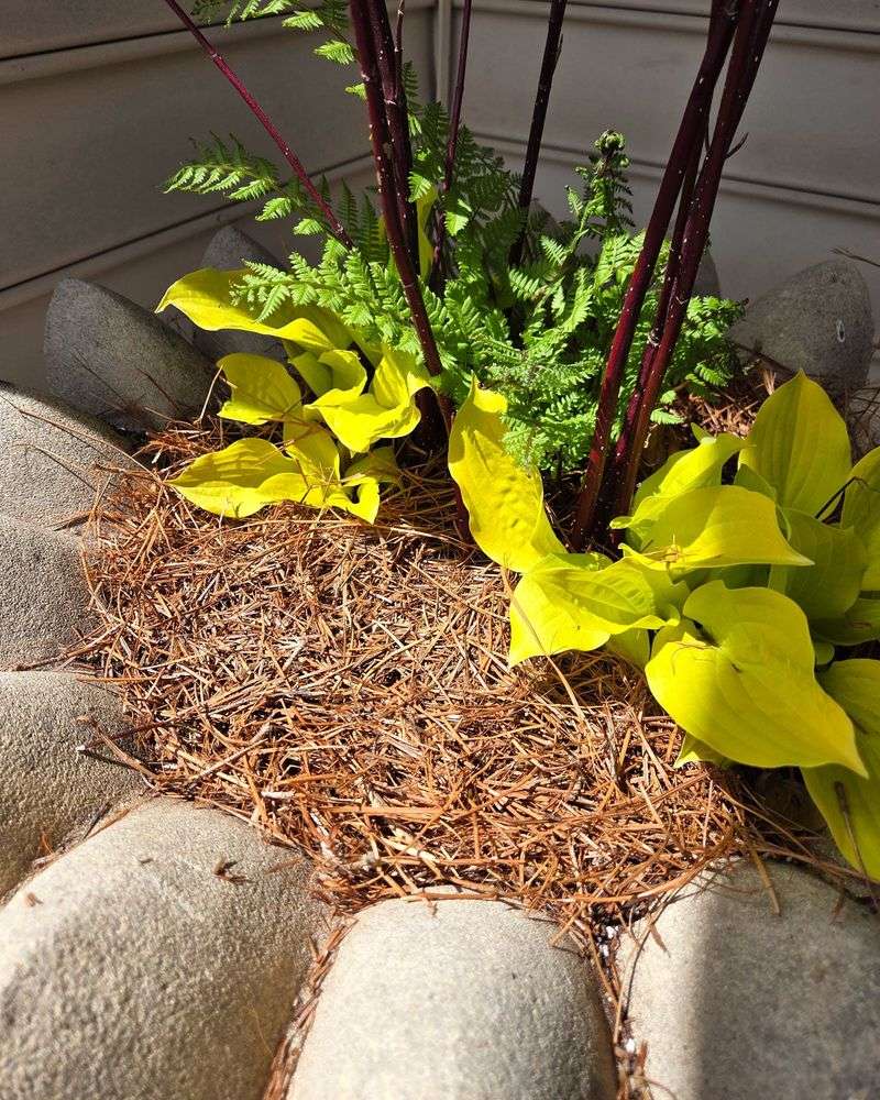 Refresh Mulch Around Hosta Roots