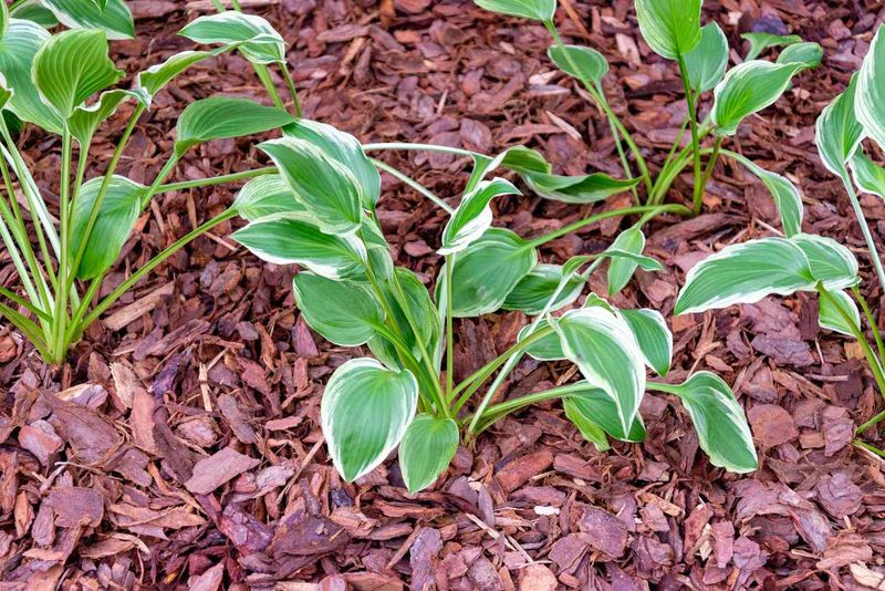 Refresh Mulch Around The Root Zone Refresh Mulch Around The Root Zone