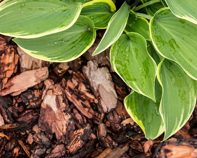 Refresh Mulch Before The Ground Freezes