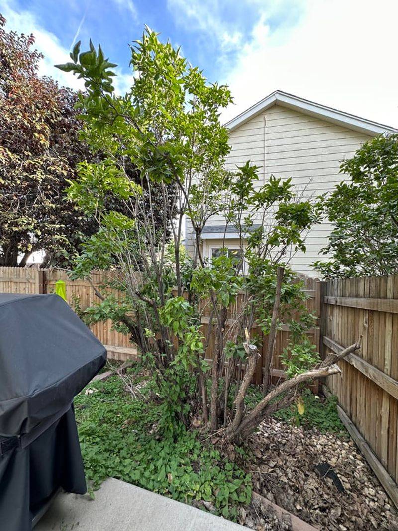 Refresh Mulch Without Covering The Crown